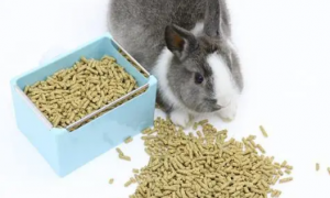 兔子一天喂多少兔粮