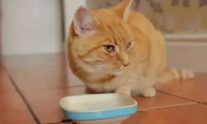 猫咪吃完肉为什么不喝水了