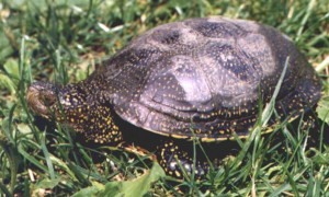 欧泽龟和流星泽龟区别