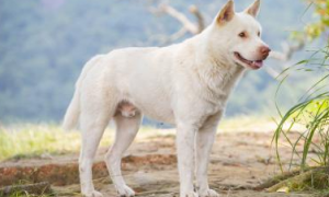 最漂亮的中华田园犬白色