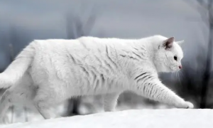 为什么冬天猫咪精神很差呢
