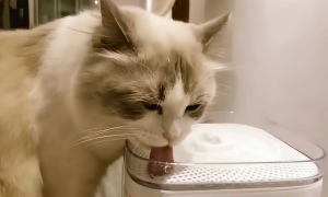 猫喝水的盆子有讲究吗