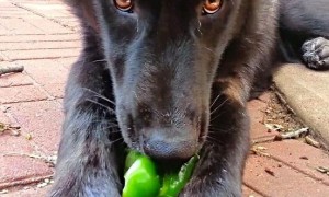 狗吃了辣椒相当于人吃了什么