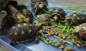 巴西红耳龟吃多少龟粮