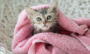 为什么猫咪不洗澡身上很香
