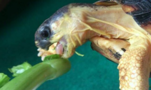 小龟为啥不吃龟粮