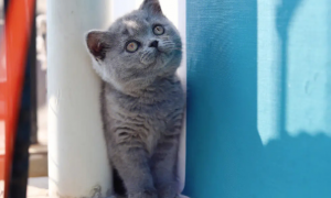 小蓝猫名字可爱洋气