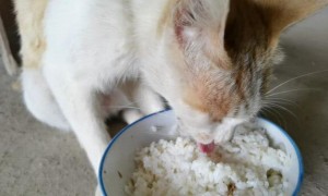 为什么猫咪爱吃米饭
