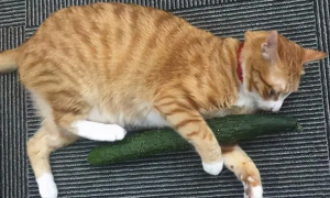 为什么猫咪不喜欢黄瓜叶子呢