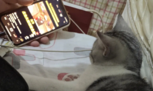猫咪为什么不敢看手机屏幕呢