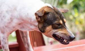 狗狗喉咙为什么总是卡住呢