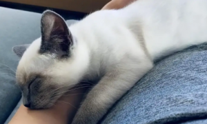 猫猫睡觉爱趴在你身上是什么原因