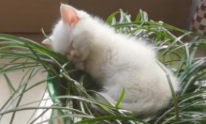 猫咪为什么爱找花盆睡觉