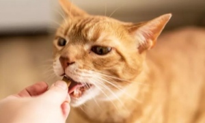 猫可以吃生鹌鹑肉吗
