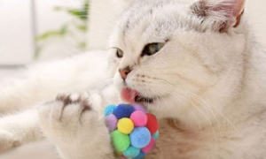 猫为什么喜欢吃绒球