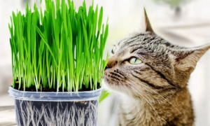 哪些植物可以当猫草