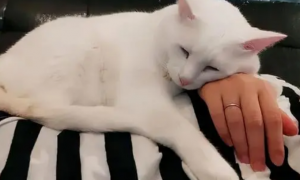 为什么抱着猫咪容易睡着觉呢