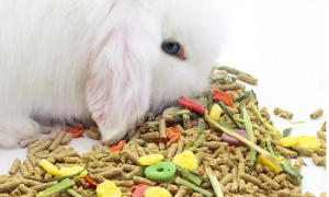 幼兔一天吃多少兔粮
