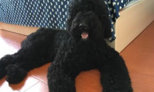 巨贵犬多少钱一只黑色