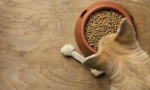 狗粮如何喂食标准图片