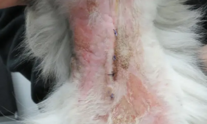 猫咪螨虫感染为什么会掉毛严重