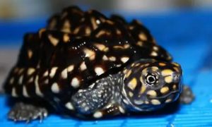 为什么斑点池龟不能养