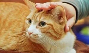 为什么猫咪会用头蹭人头部