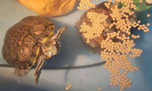 乌龟可以一直吃龟粮吗