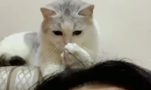 猫咪为什么会闻头发味道的原因