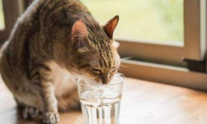 猫咪为什么舔水不喝