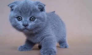 折耳蓝猫价格大概多少钱一只