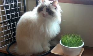 布偶可以吃猫草吗