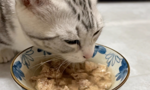 为什么猫咪那么喜欢喝汤