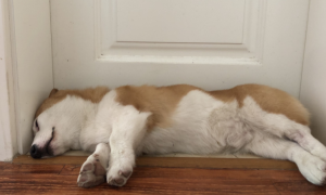 狗狗守在门口睡觉是为什么