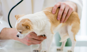 宠物医师资格证报考条件是什么
