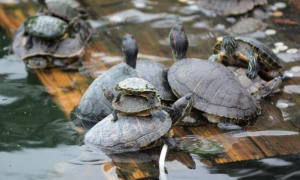 放生乌龟的十种功德
