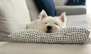 狗狗为什么老是舔枕头睡觉