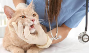 猫咪为什么有肝炎的原因