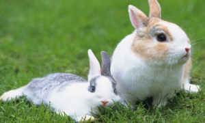 兔子养3个月可以吃了吗
