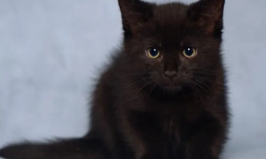 猫咪为什么长得黑色的东西