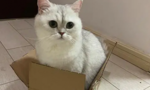 为什么猫咪喜欢箱子
