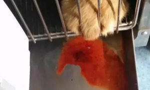 狗狗预产期流红色液体