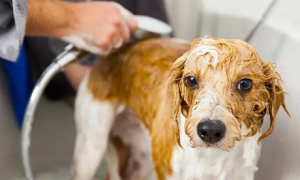 狗狗洗完澡为什么还是臭臭的