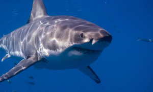 海洋动物大白鲨的资料