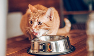 猫咪换粮为什么必须过渡吃