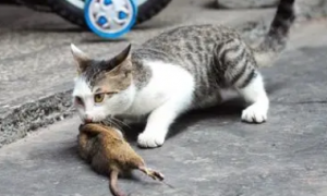 小猫为什么会抓老鼠
