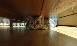 小猫咪为什么喜欢躲床底