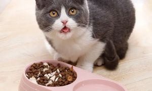 为什么饭碗不能给猫咪做食盆