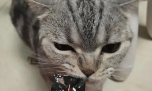 为什么猫吃猫条时很激动