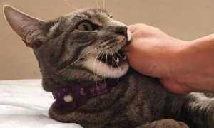 猫咪打哆嗦为什么咬人呢